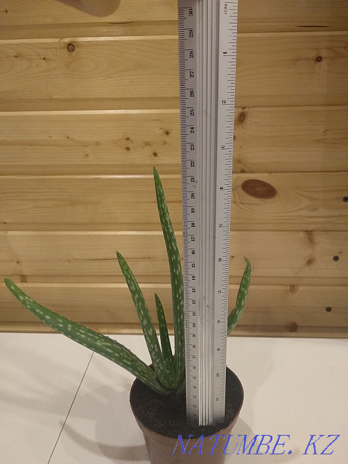 sell aloe plant Жарсуат - photo 3