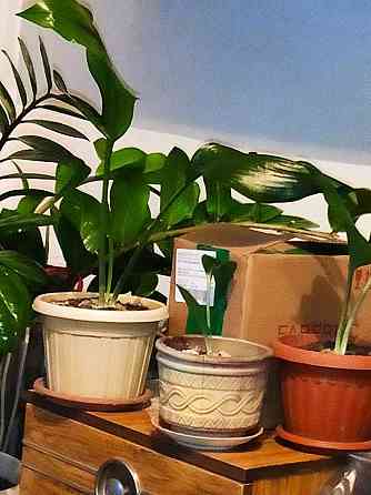 Продам комнатные растения Taraz