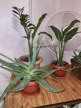 Продам комнатные растения  Тараз 