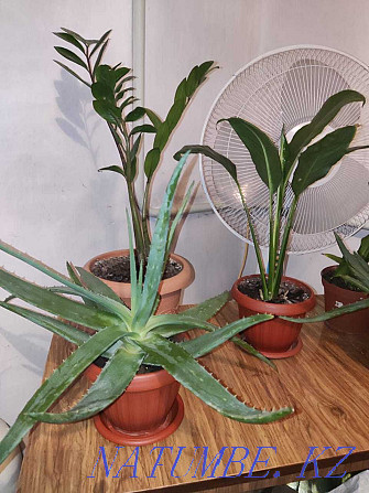 Продам комнатные растения Тараз - изображение 1