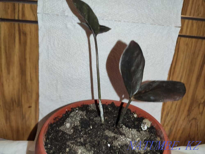 Продам комнатные растения Тараз - изображение 4