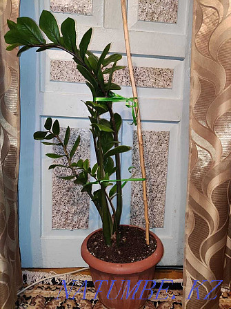 Продам комнатные растения Тараз - изображение 7