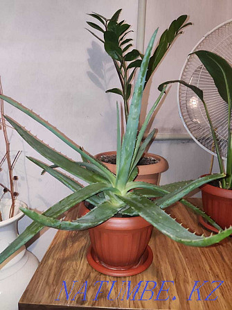 Продам комнатные растения Тараз - изображение 8