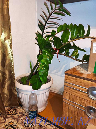 Продам комнатные растения Тараз - изображение 6