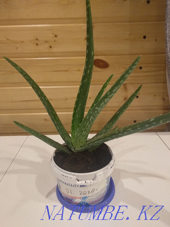 Sell aloe sprout Жарсуат - photo 5