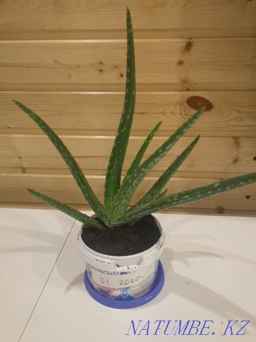 Продам алоэ отросток Жарсуат - изображение 2