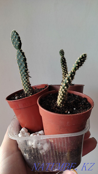 Продам кактусята опунции Кокшетау - изображение 1