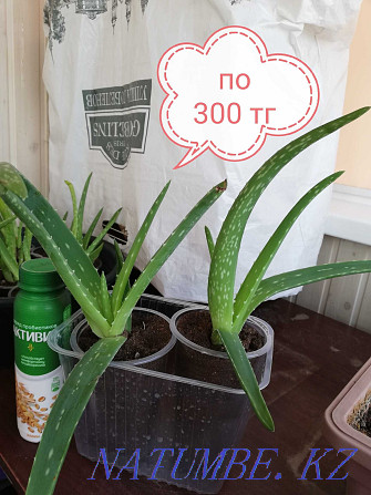 Aloe vera cuttings for sale Astana - photo 2