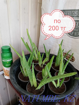 Aloe vera cuttings for sale Astana - photo 1