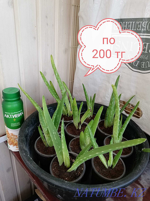 Продам отростки Алоэ-Вера Астана - изображение 1