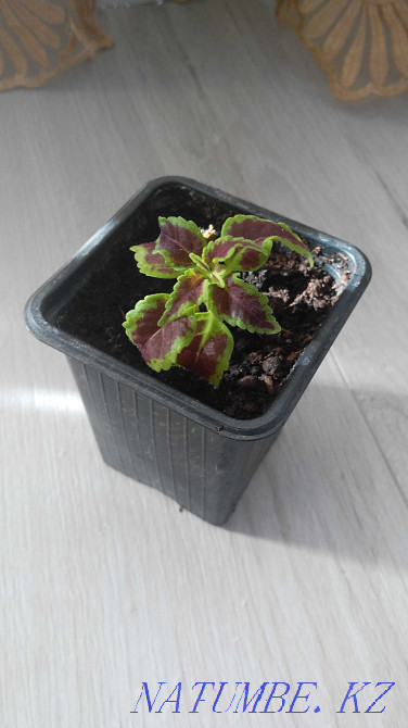 Колеус комнатный цветок Петропавловск - изображение 1