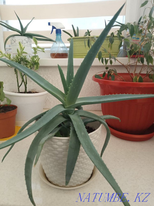 Алое лечебное Актау - изображение 2