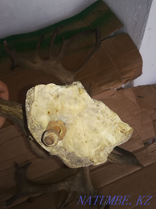 Allen's horns natural double  - photo 1