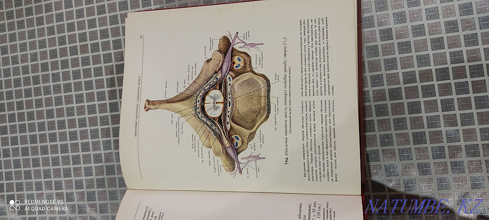 Адам анатомиясы атласы Синельников Р.Д.  Алматы - изображение 7
