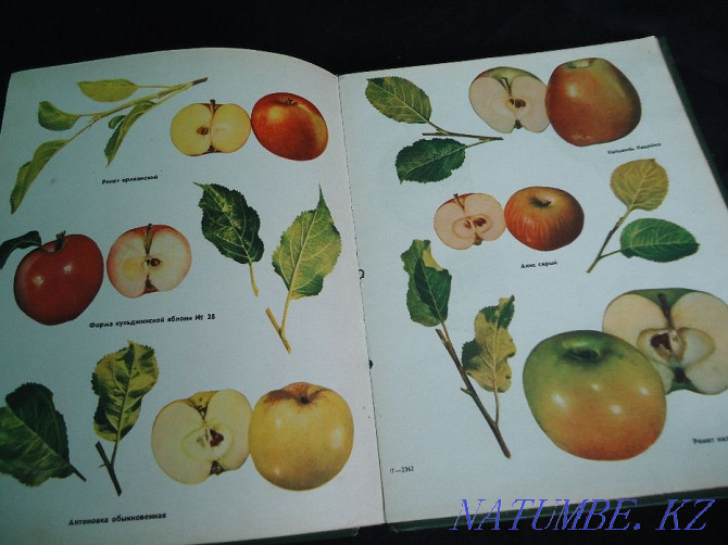 Colorful all-encompassing - full album encyclopedia of Fruit Varieties Almaty - photo 1