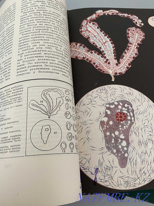 Детская энциклопедия Жизнь животных 3 тома ретро 1965-71 год Астана - изображение 2