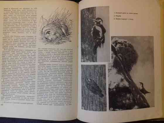 Звери и птицы нашей страны. Книга 1957 года Almaty