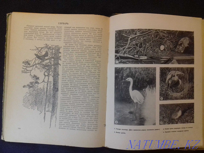 Animals and birds of our country. 1957 book Almaty - photo 7