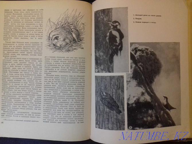 Звери и птицы нашей страны. Книга 1957 года Алматы - изображение 6