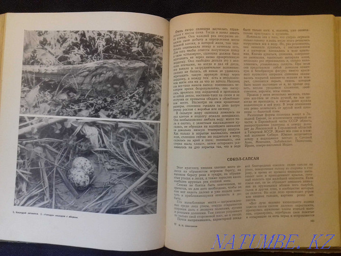 Звери и птицы нашей страны. Книга 1957 года Алматы - изображение 5