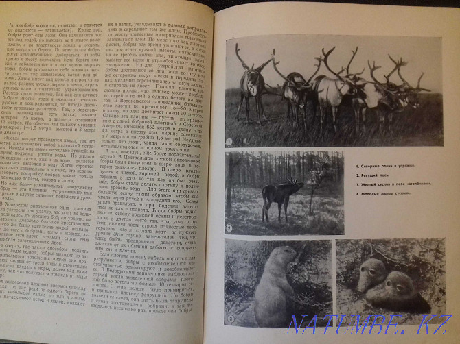 Звери и птицы нашей страны. Книга 1957 года Алматы - изображение 4