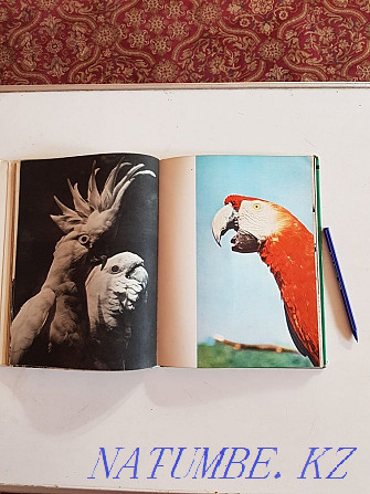 Книги альбомы фотографий животных и птиц В.Пухальского и гор Татры Алматы - изображение 4