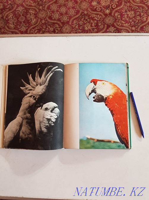 Книги альбомы фотографий животных и птиц В.Пухальского и гор Татры Алматы - изображение 4