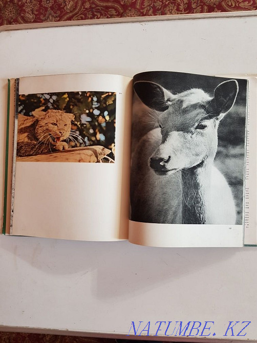 Книги альбомы фотографий животных и птиц В.Пухальского и гор Татры Алматы - изображение 5