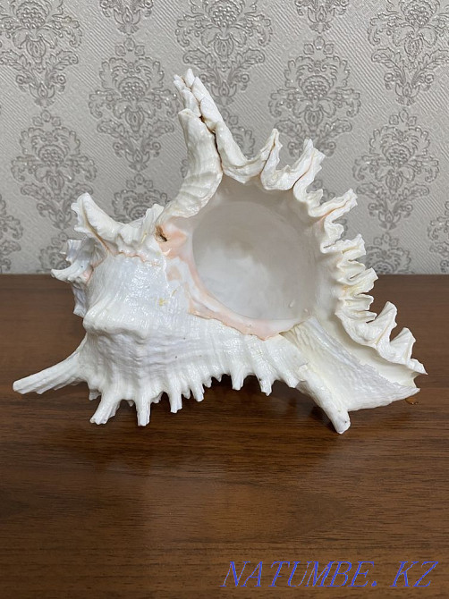 Ракушка морская с шумом океана Абай - изображение 1