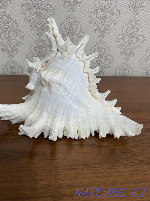 Ракушка морская с шумом океана Абай - изображение 3