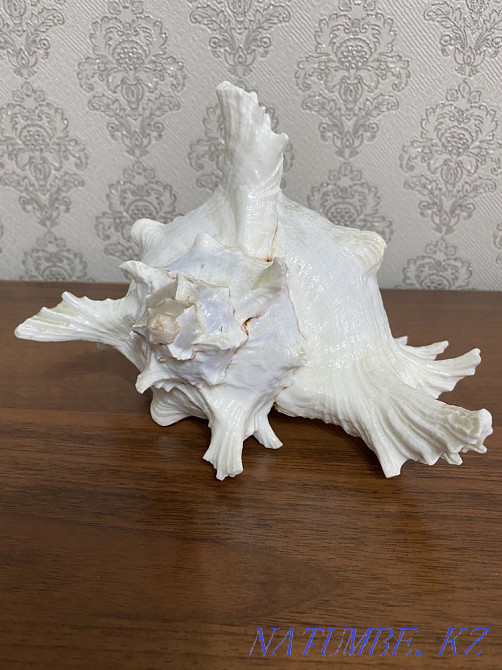 Ракушка морская с шумом океана Абай - изображение 2