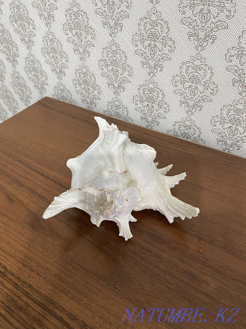 Ракушка морская с шумом океана Абай - изображение 5