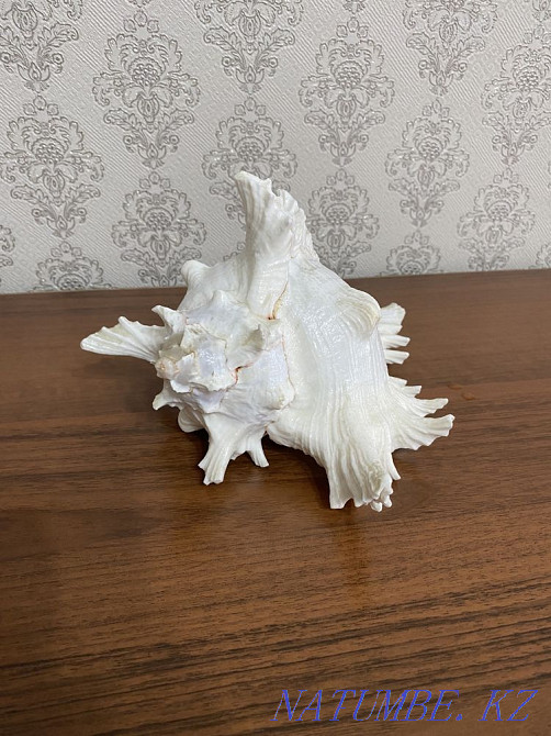 Ракушка морская с шумом океана Абай - изображение 4