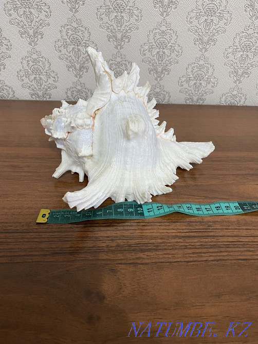 Ракушка морская с шумом океана Абай - изображение 6