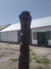 Продается скульптура Кобры сделанный из натурального дерева Каргалы
