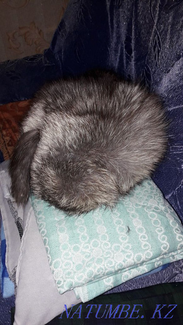 Шапка песец натуральный Абай - изображение 1