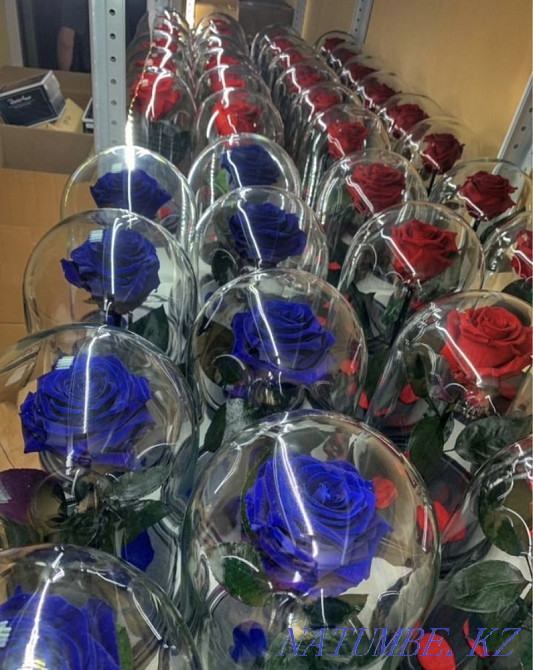 Роза колба Алматы - изображение 3