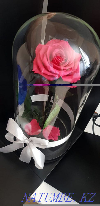 Роза колба Алматы - изображение 4