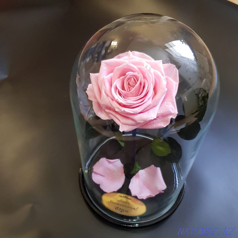 Роза колба Алматы - изображение 6