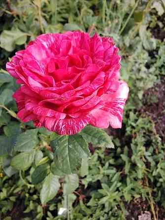 Гидролат розы продам  Петропавл