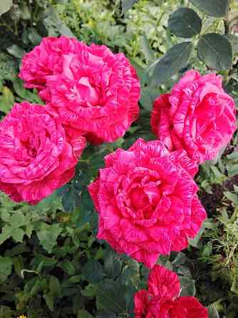 Гидролат розы продам Петропавловск