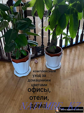 Comprehensive flower care Черкасск - photo 1