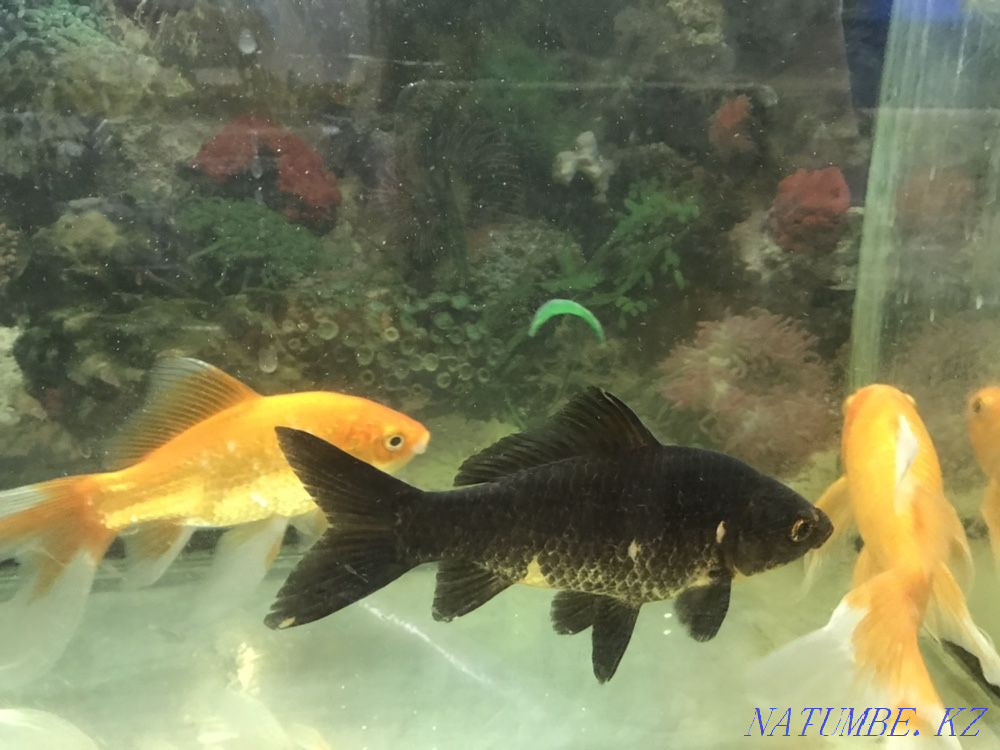 3-комнатная квартира Астана - изображение 5