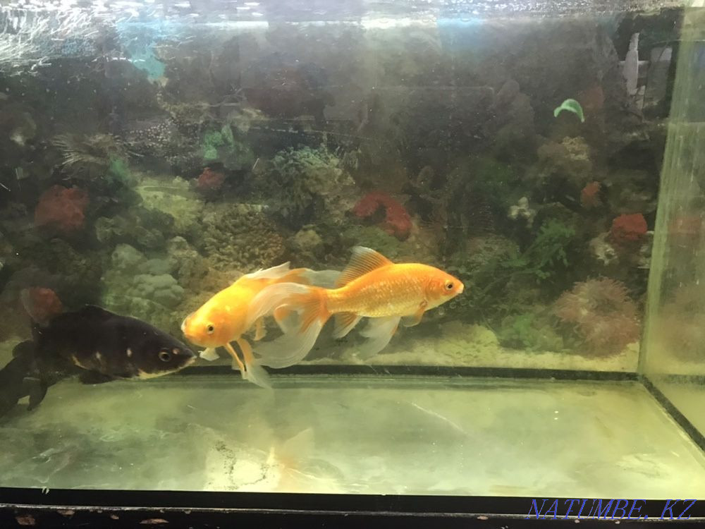 3-комнатная квартира Астана - изображение 6