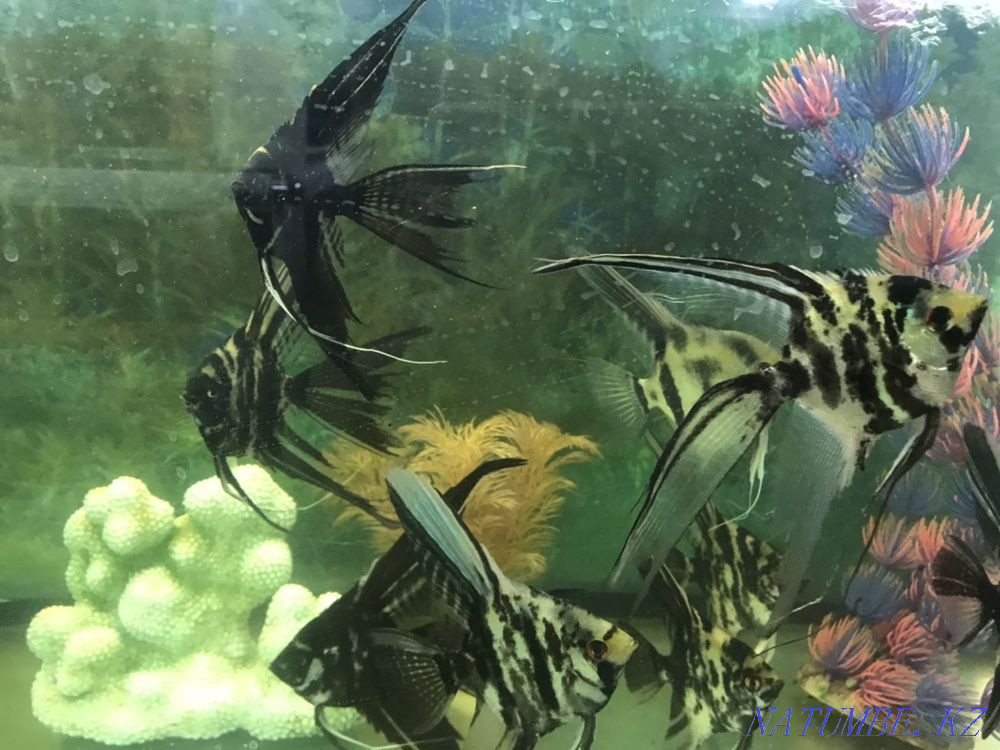 3-комнатная квартира Астана - изображение 2