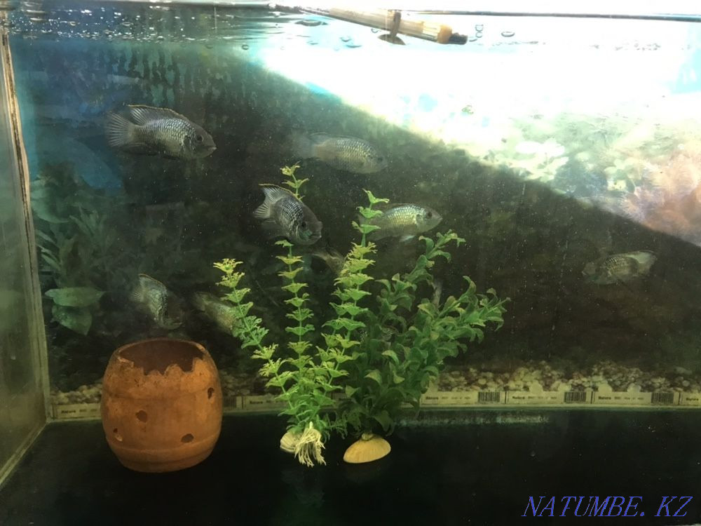 3-комнатная квартира Астана - изображение 3