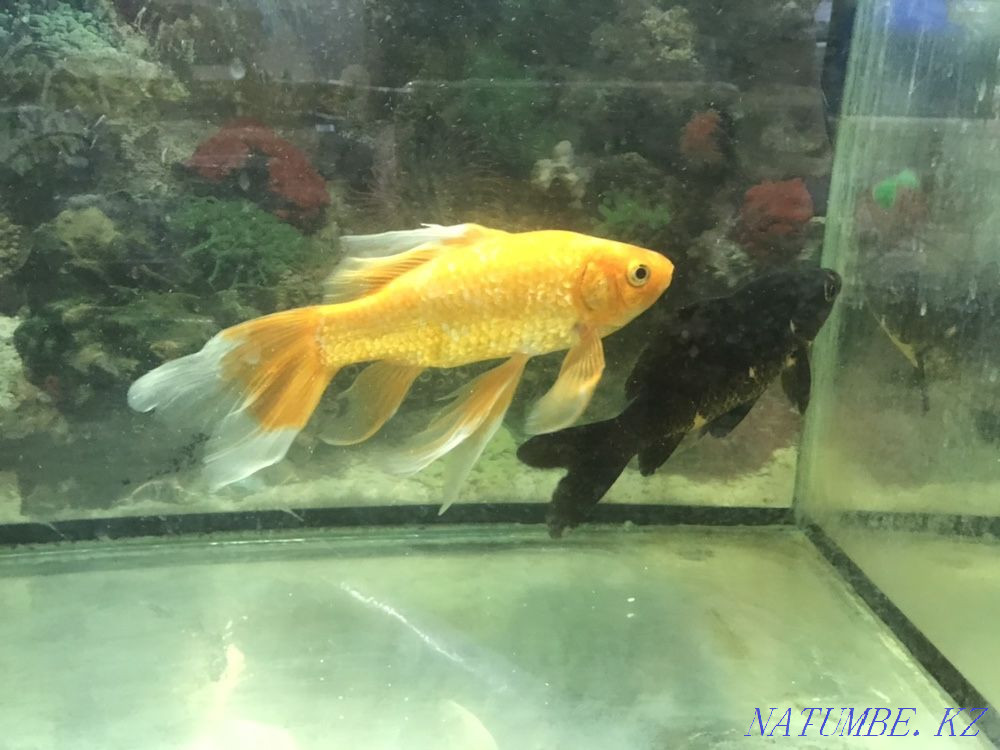 3-комнатная квартира Астана - изображение 4