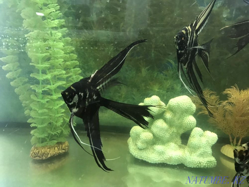 3-комнатная квартира Астана - изображение 1