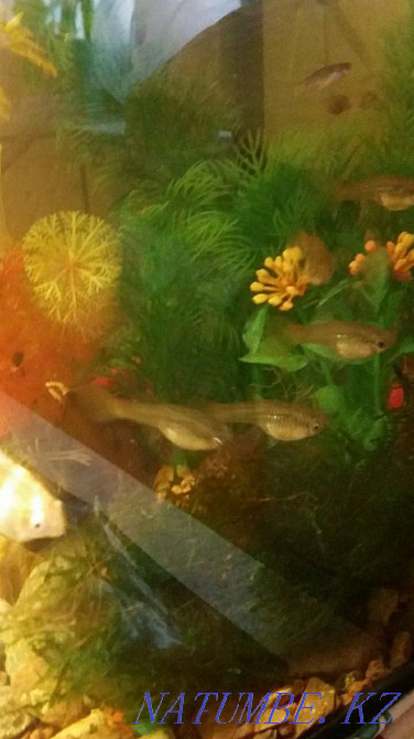 3-комнатная квартира Астана - изображение 3