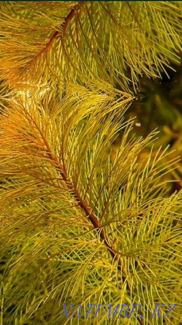 3-комнатная квартира Астана - изображение 2